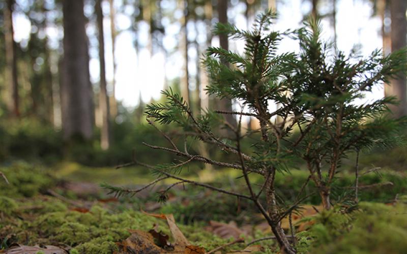 Tree in focus